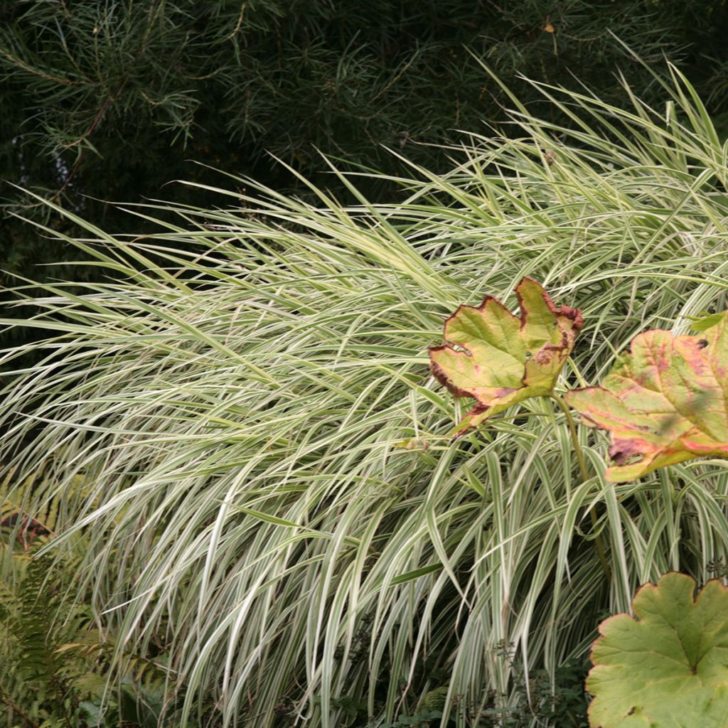 Miscanthus sinensis Variegatus