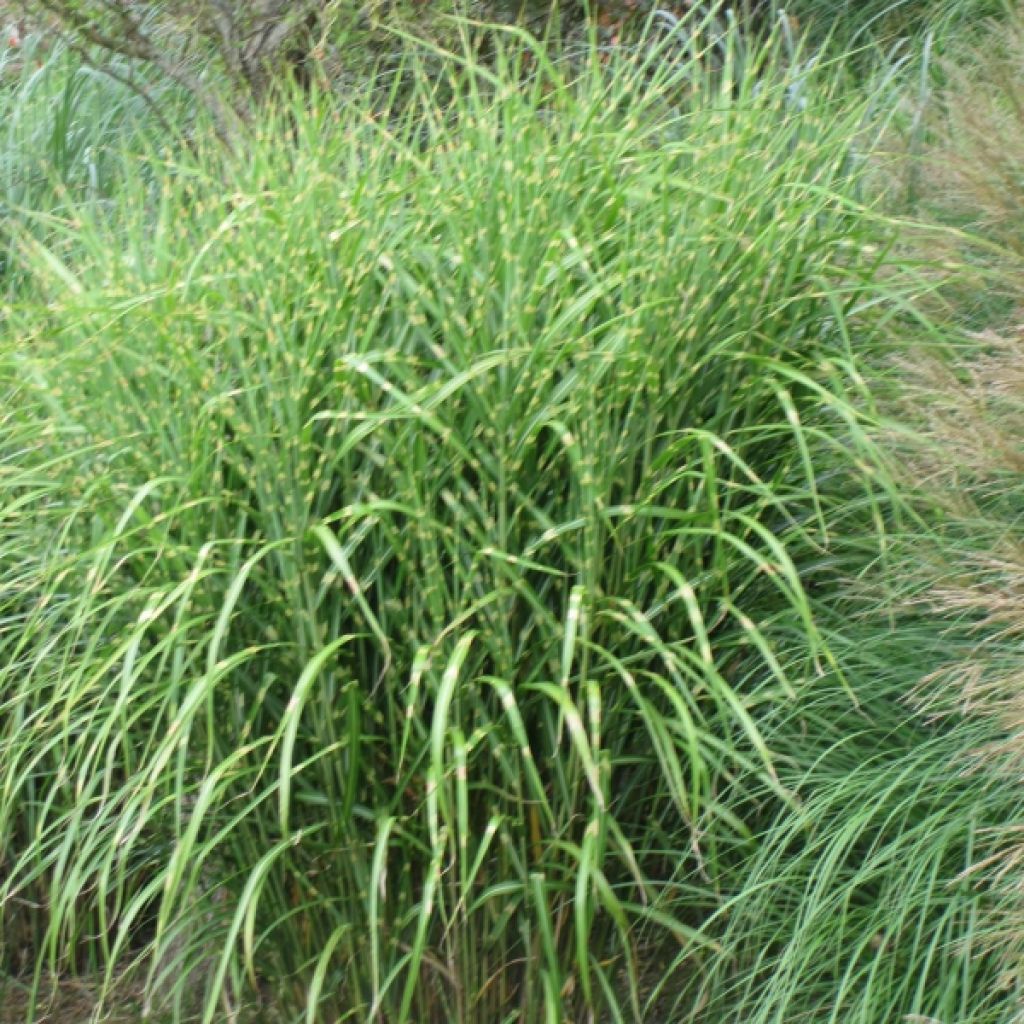 Miscanthus Sinensis Zebrinus, Eulalie