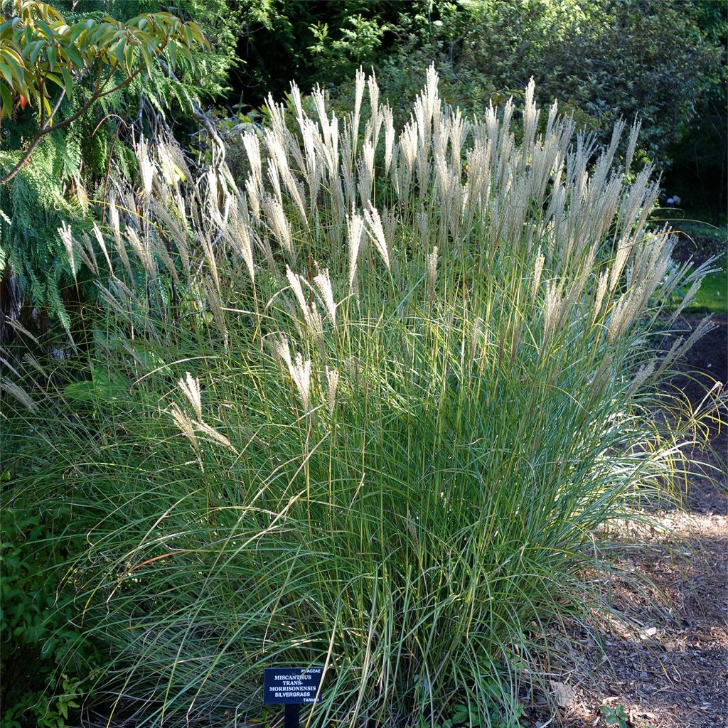 Miscanthus transmorrisonensis - Roseau de Chine