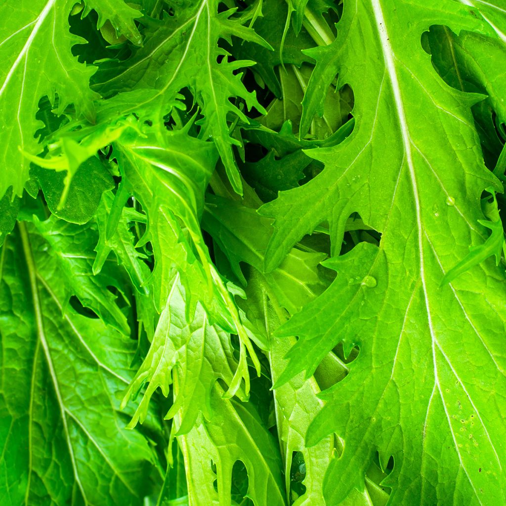 Mizuna Cabbage - Ferme de Sainte Marthe Seeds