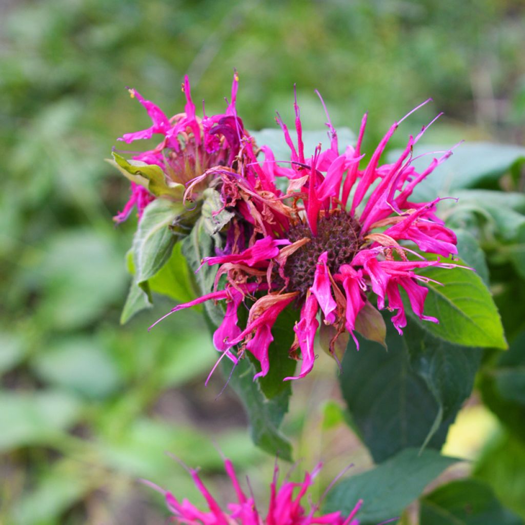 Monarda Bee True - Monarde