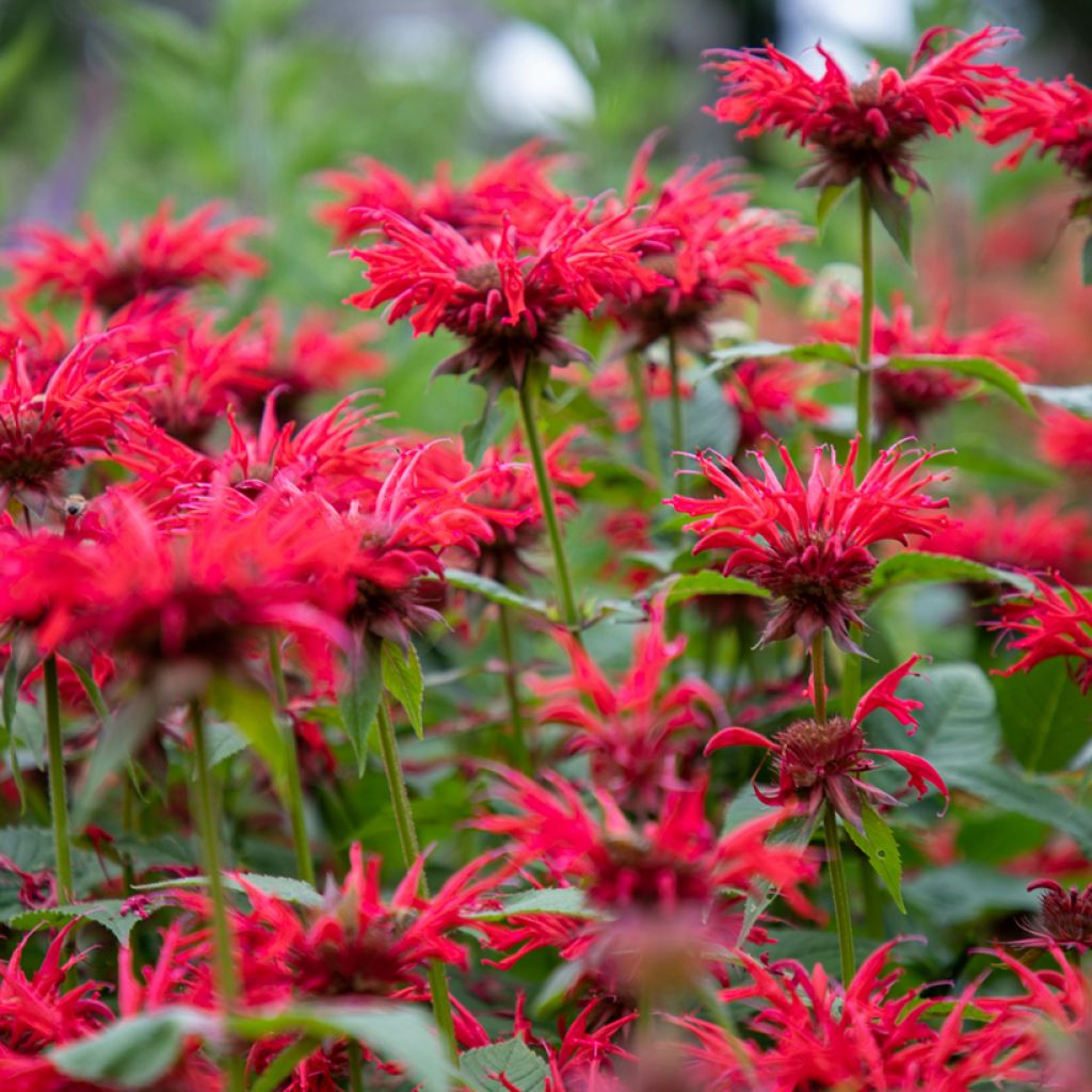 Monarda hybrida Gardenview Scarlet - Beebalm