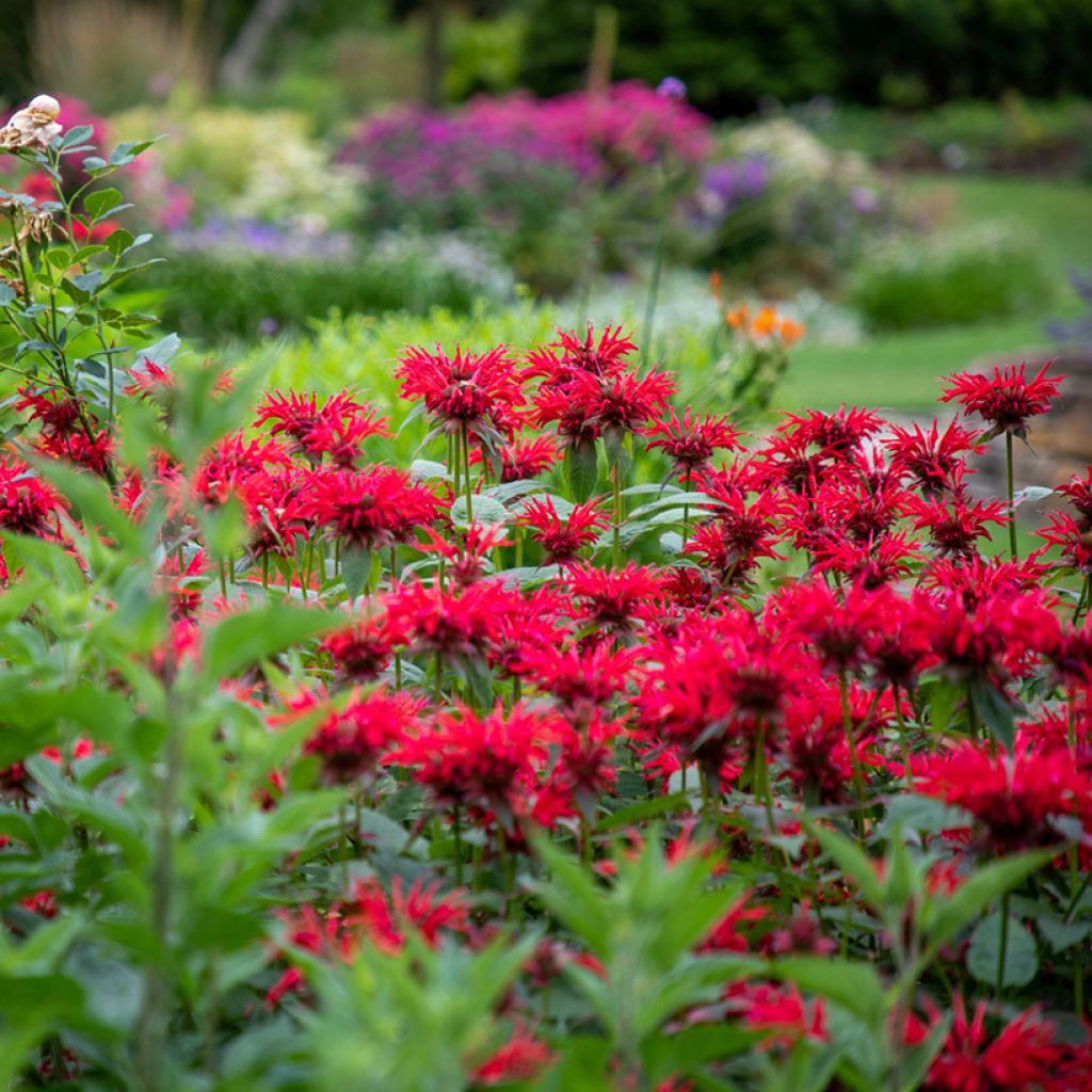 Monarda hybrida Gardenview Scarlet - Beebalm