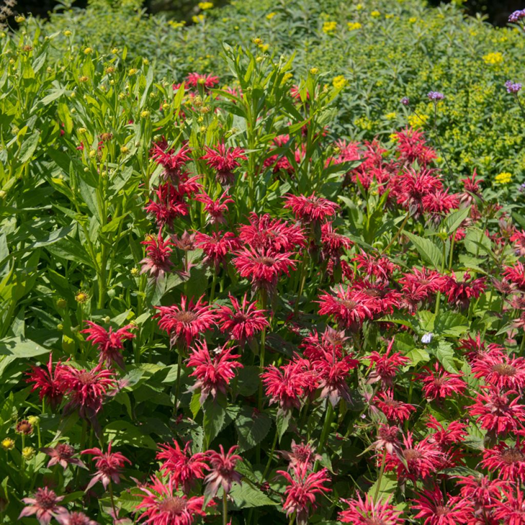 Monarda hybrida Gardenview Scarlet - Beebalm