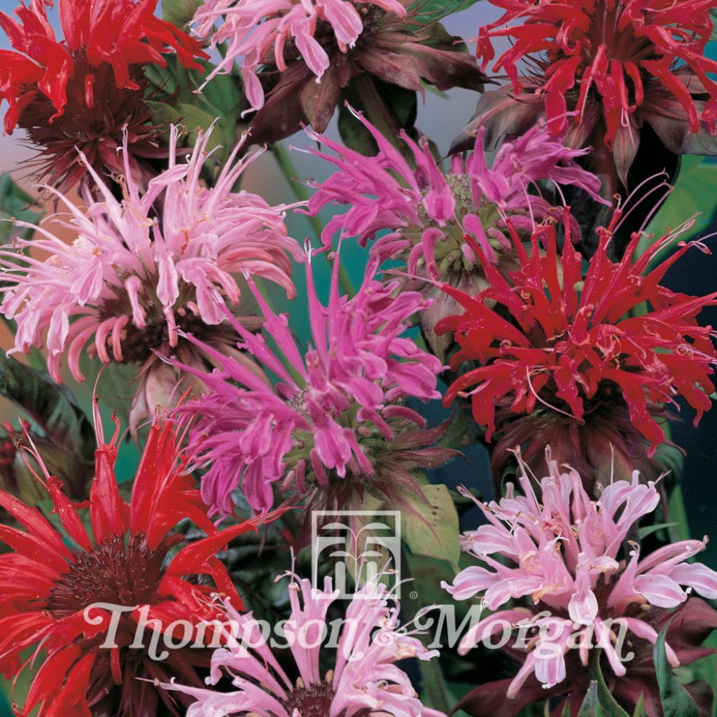 Monarda Didyma T&M Superb Mixed 