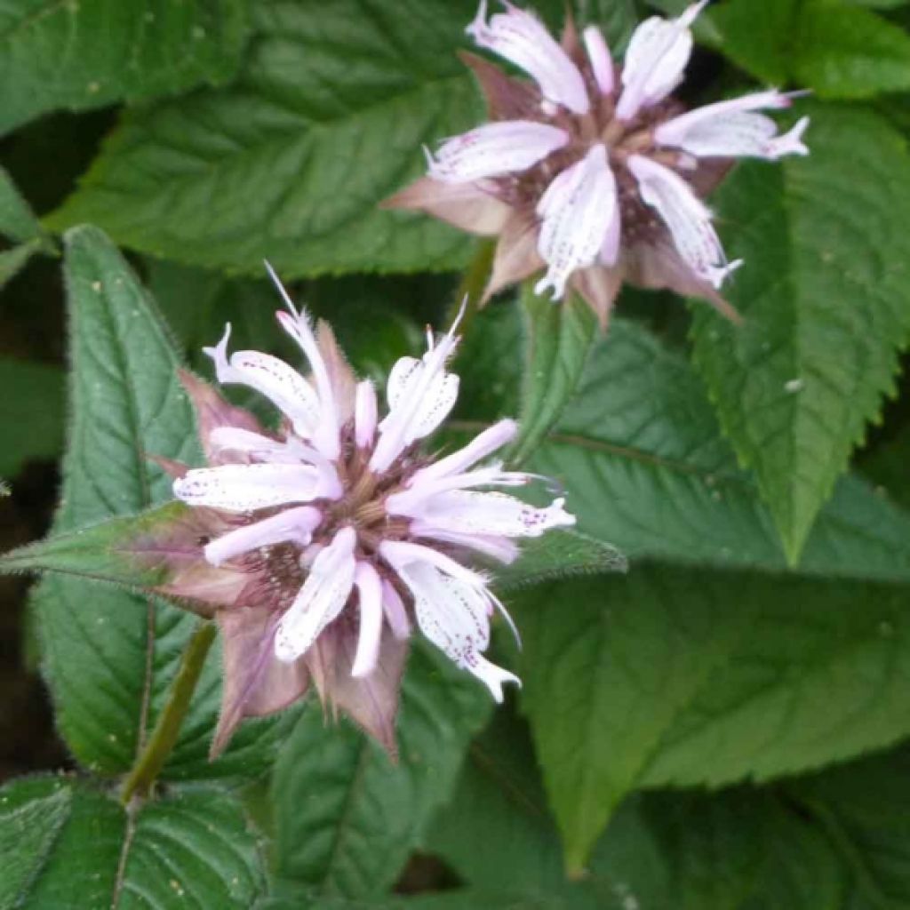 Monarde bradburiana - Bergamote