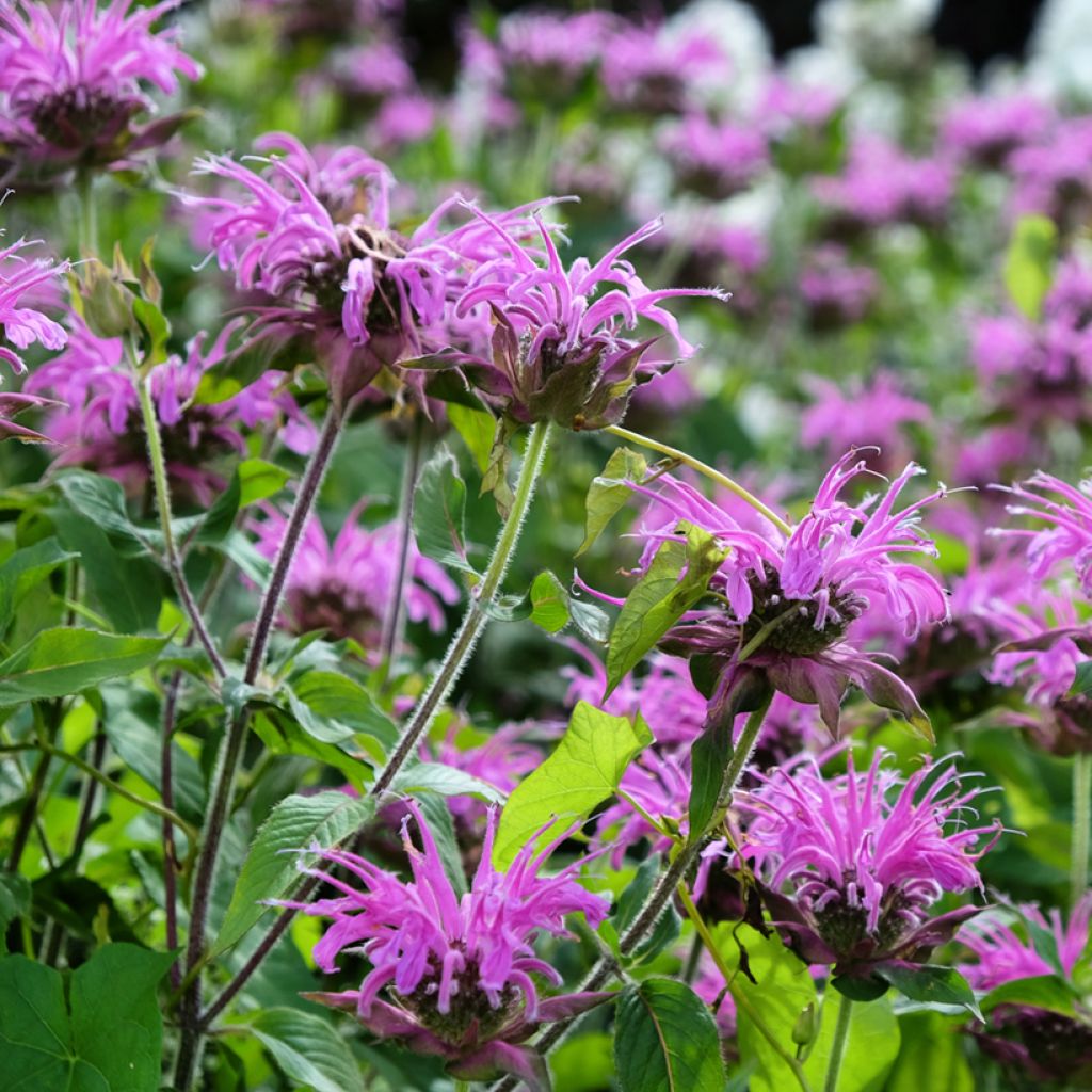 Monarda hybrida Blaustrumpf - Beebalm