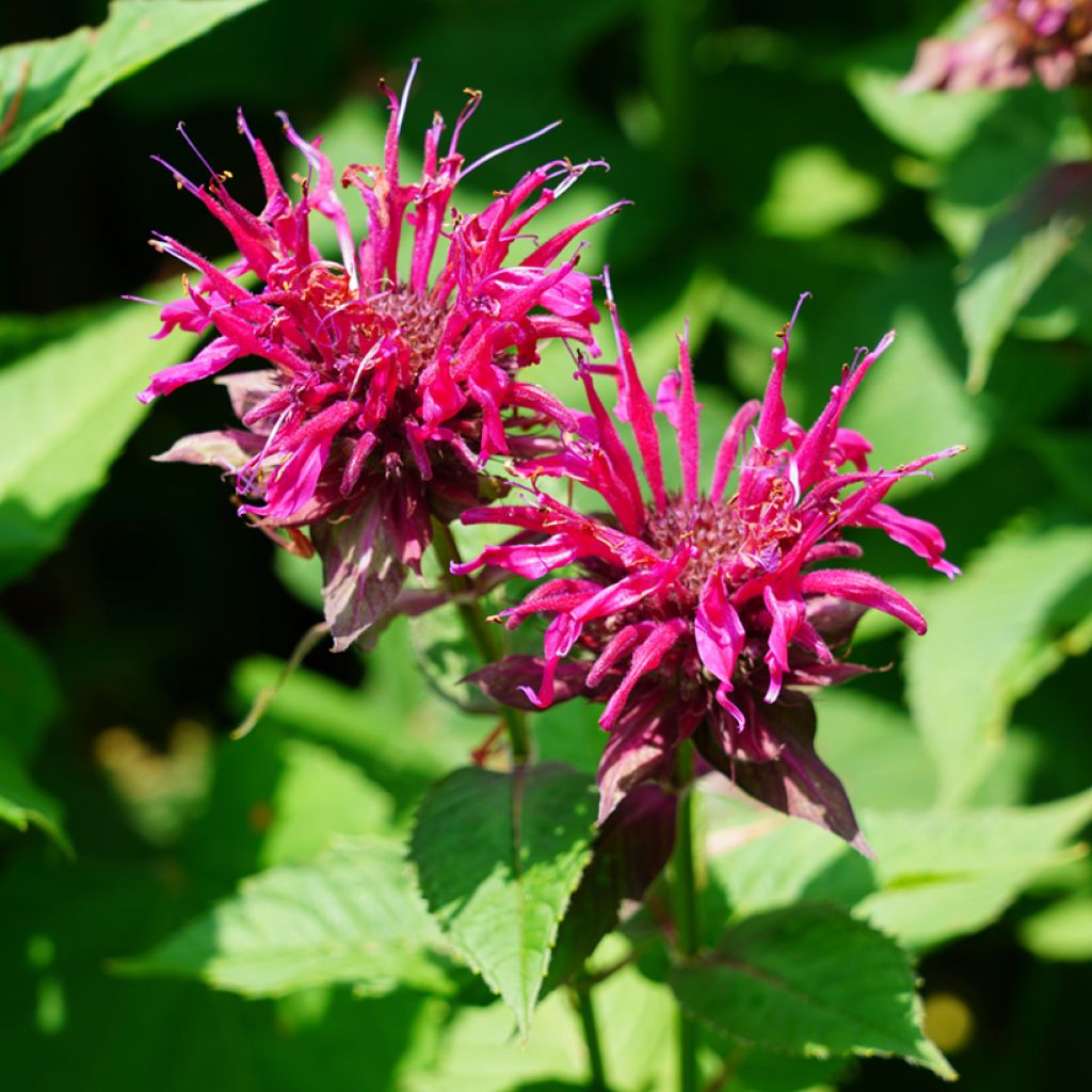 Monarda Cambridge Scarlet - Beebalm