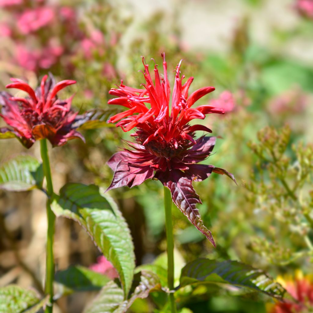 Monarda Cambridge Scarlet - Beebalm