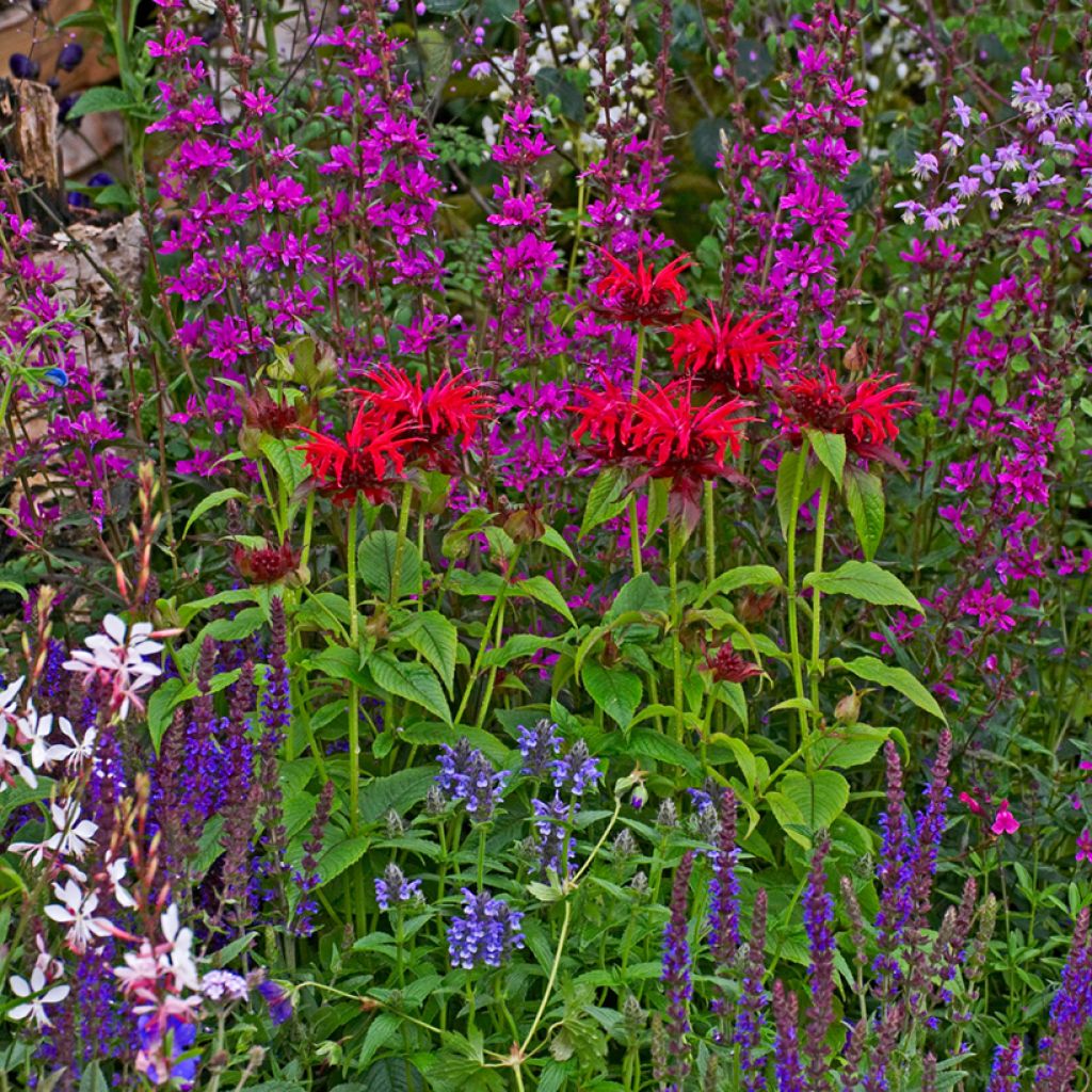 Monarda Cambridge Scarlet - Beebalm