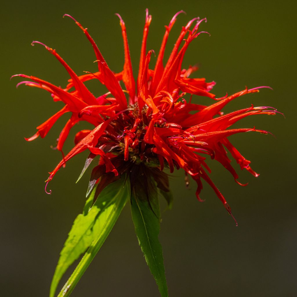 Monarda Fireball - Beebalm