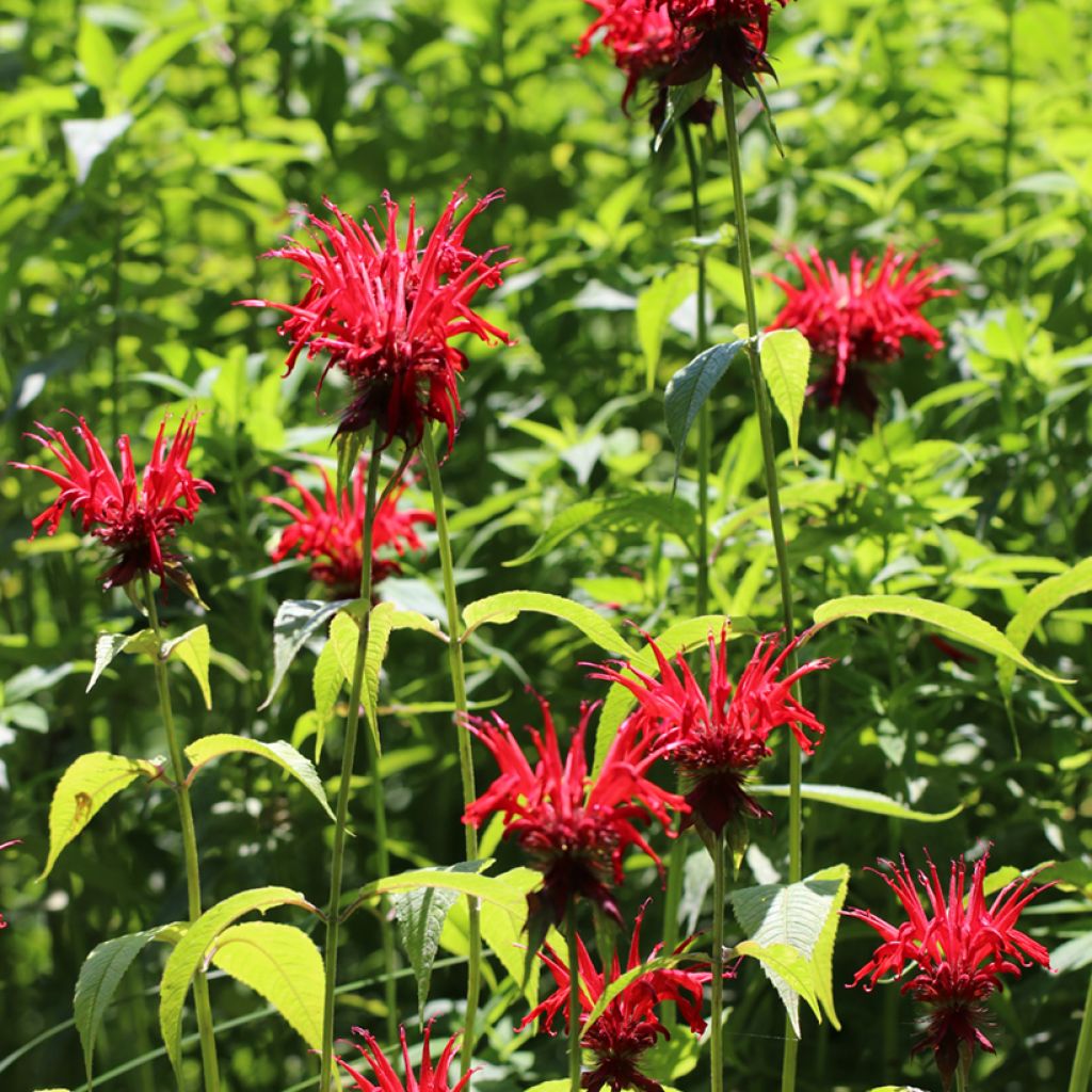 Monarda Jacob Cline - Beebalm