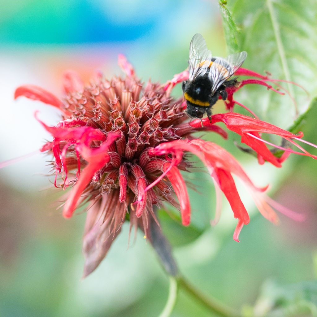 Monarda Jacob Cline - Beebalm