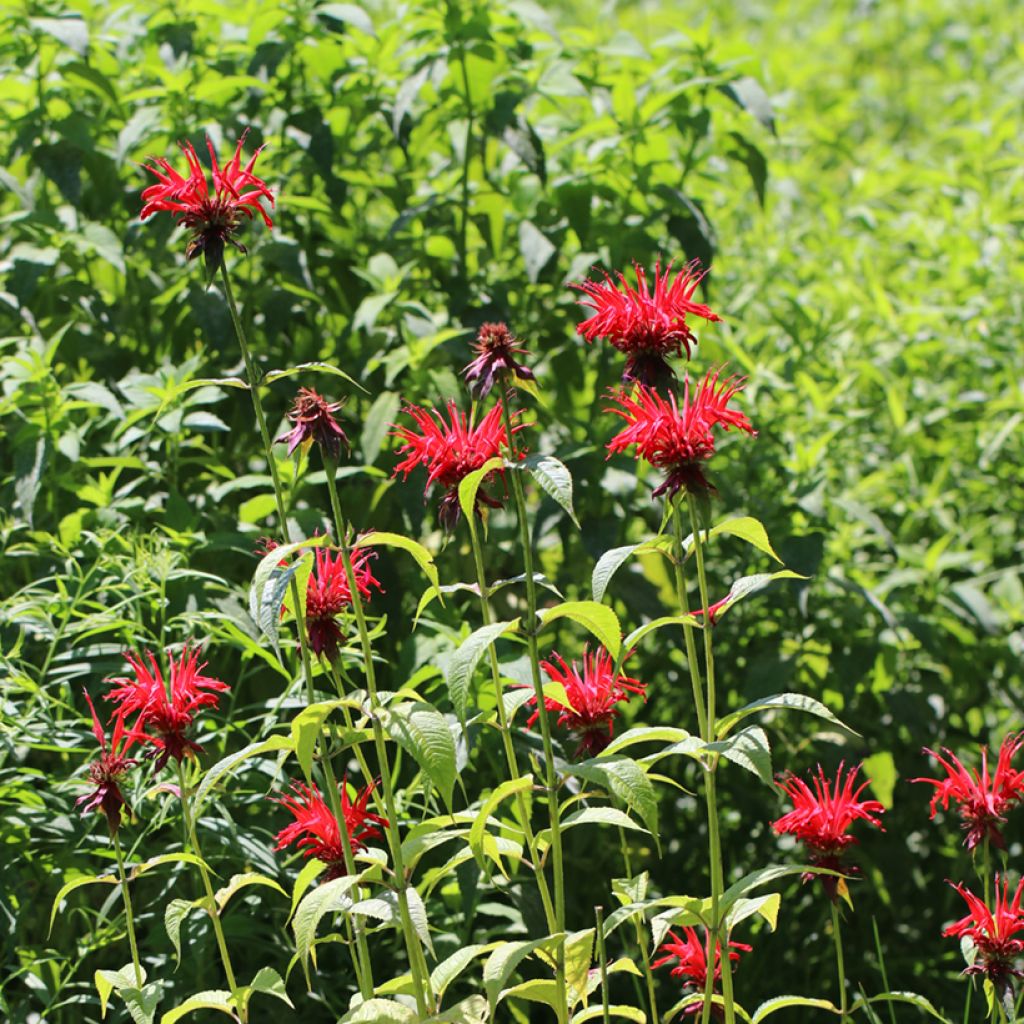 Monarda Jacob Cline - Beebalm