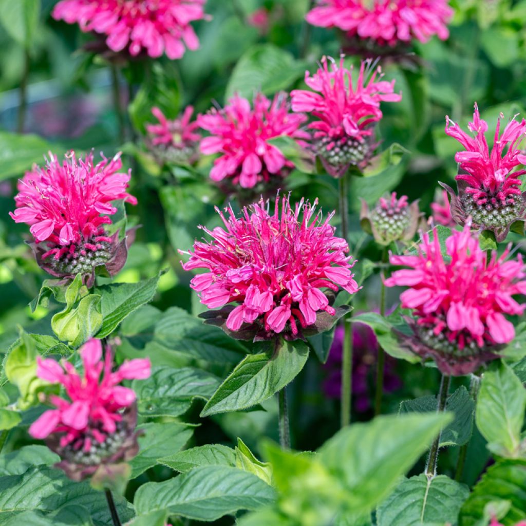 Monarda didyma Pink Lace - Beebalm