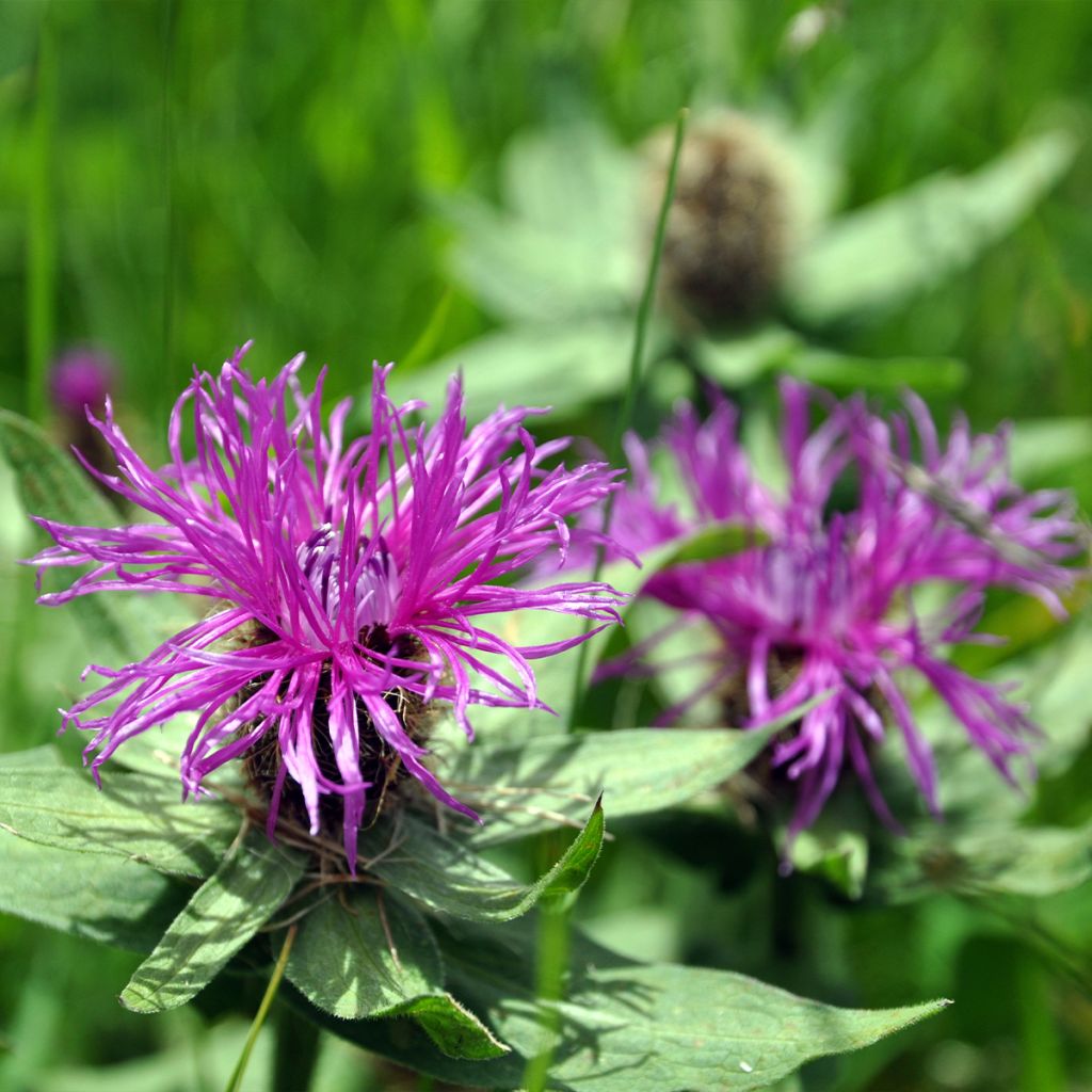 Monarde Prärienacht - Bergamote Lilas pourpre