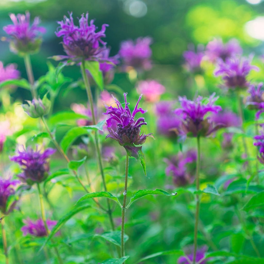 Monarde Prärienacht - Bergamote Lilas pourpre