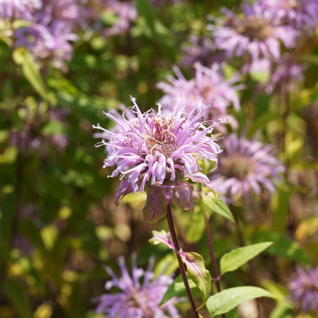 Monarda bradburiana - Beebalm