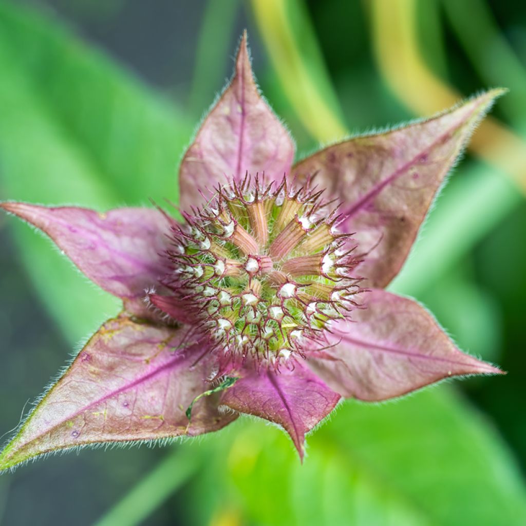 Monarda bradburiana - Beebalm