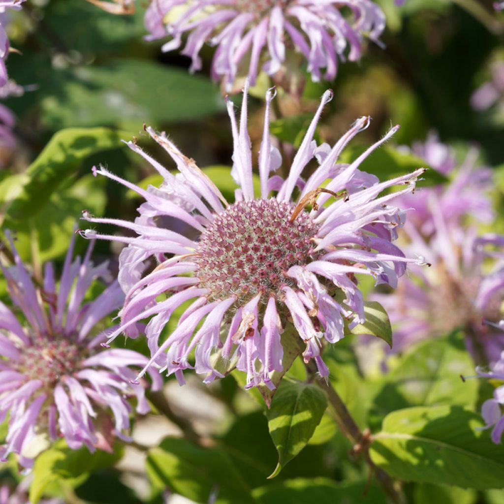 Monarda bradburiana - Beebalm