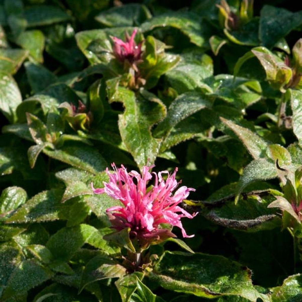 Monarde ou Bergamote Cranberry Lace