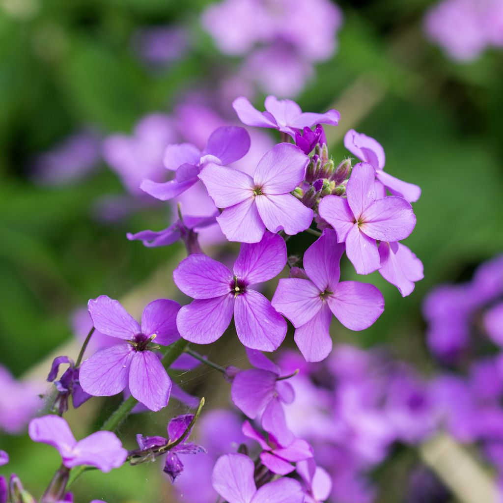 Lunaria annua - Money Plant