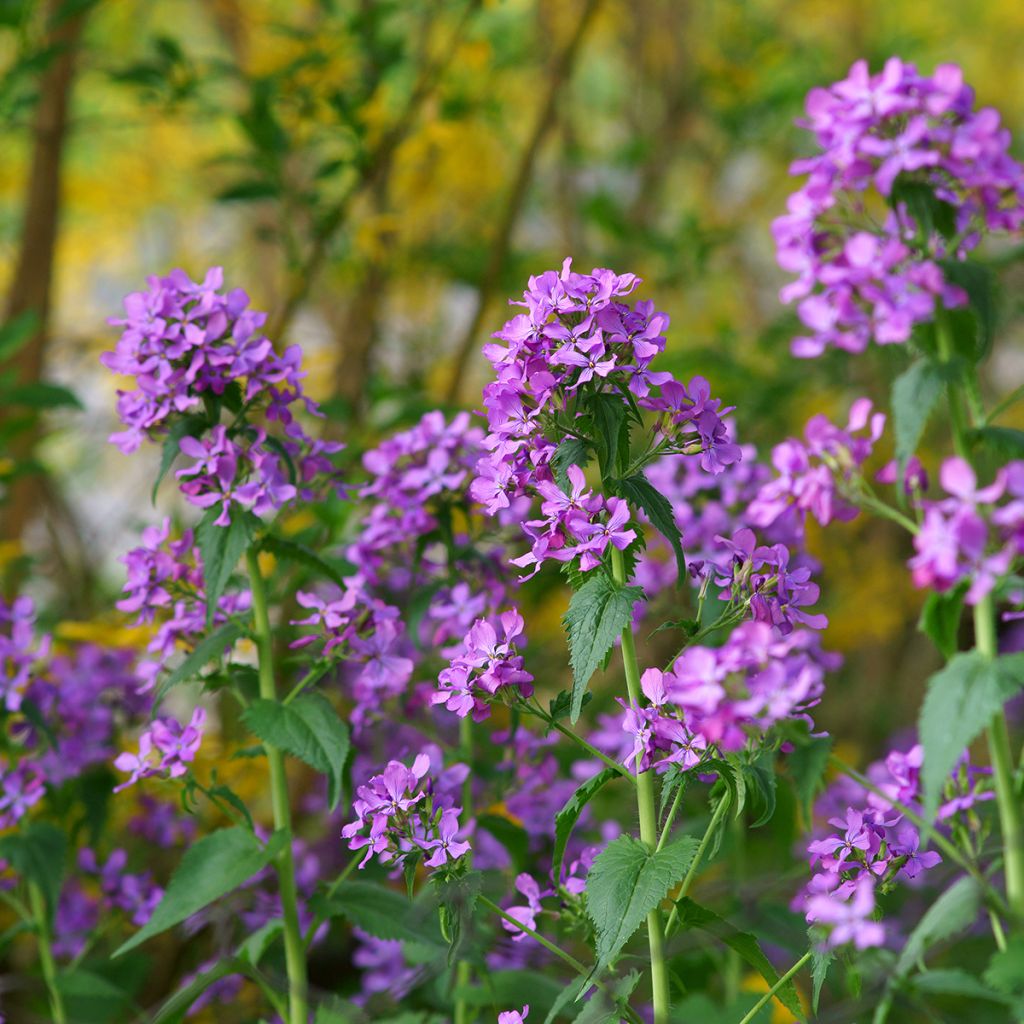 Lunaria annua - Money Plant