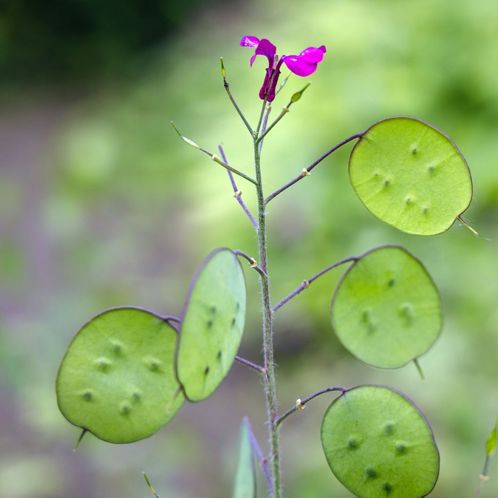 Lunaria annua - Money Plant