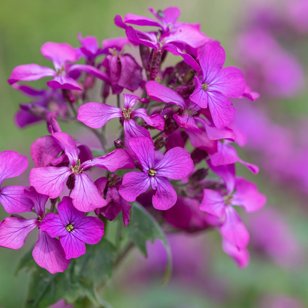 Lunaria annua - Money Plant