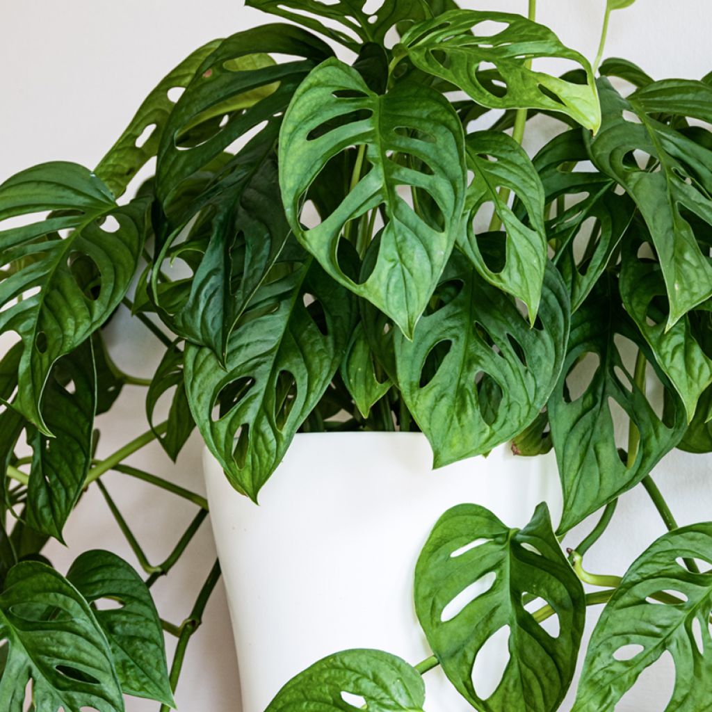 Monstera adansonii - Adanson's monstera