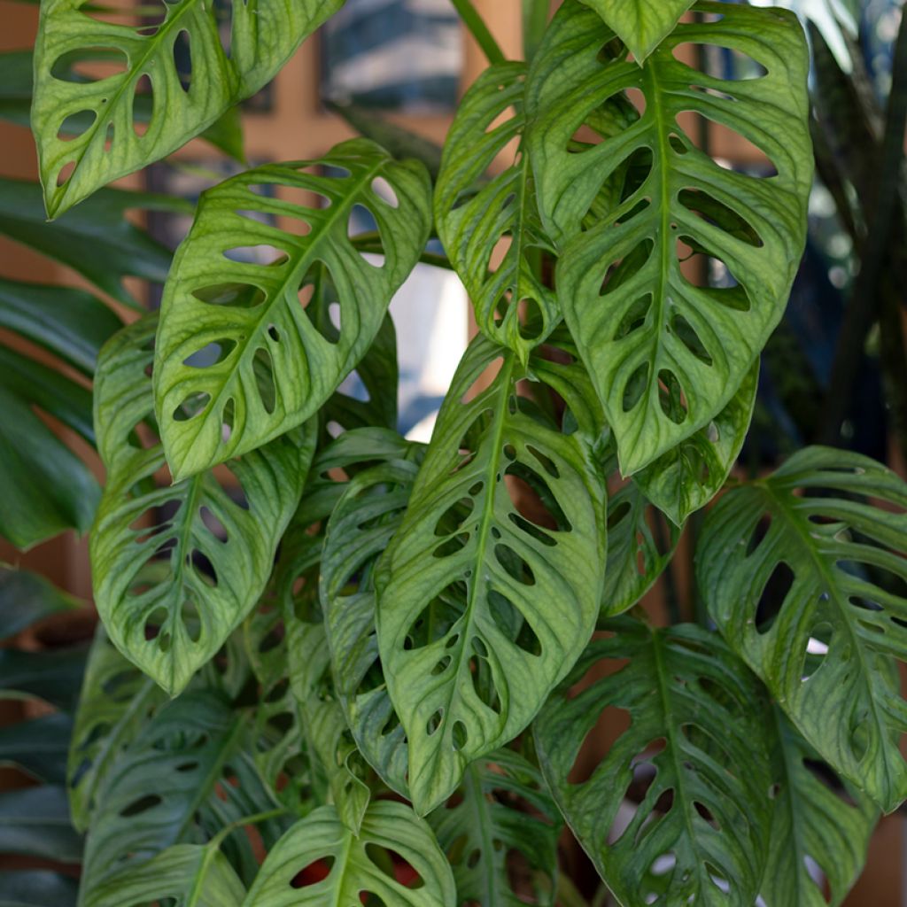 Monstera adansonii - Adanson's monstera