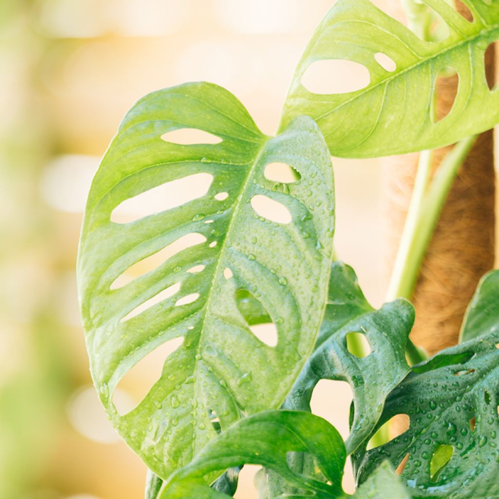 Monstera adansonii - Adanson's monstera