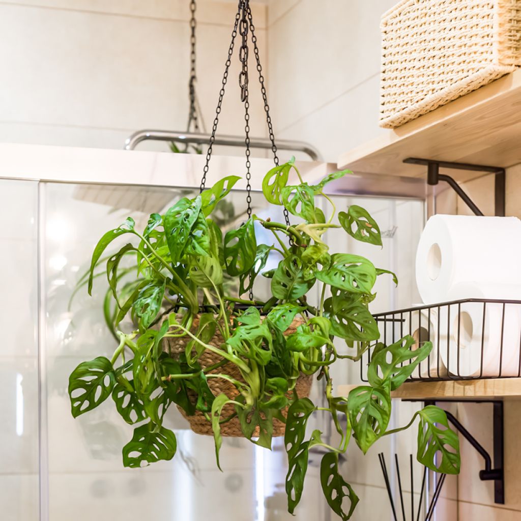Monstera adansonii - Adanson's monstera