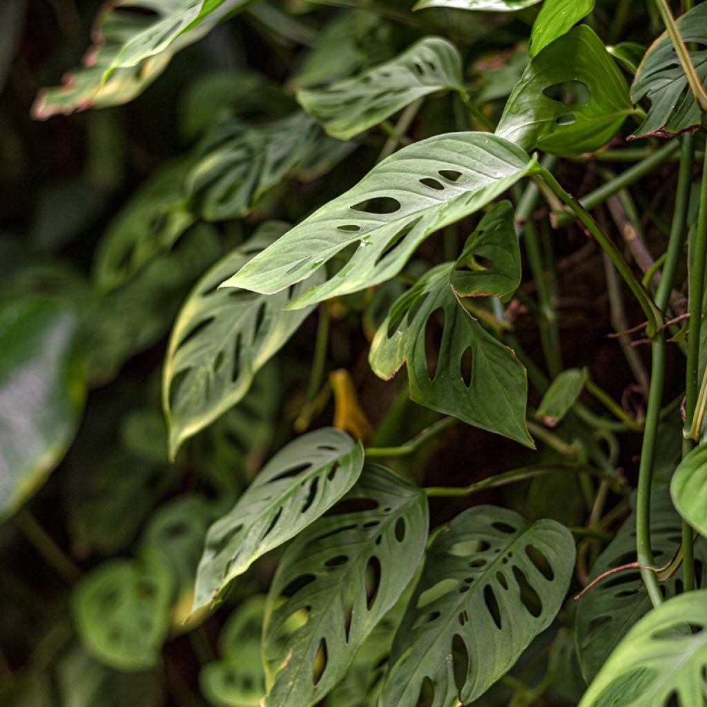 Monstera adansonii - Adanson's monstera