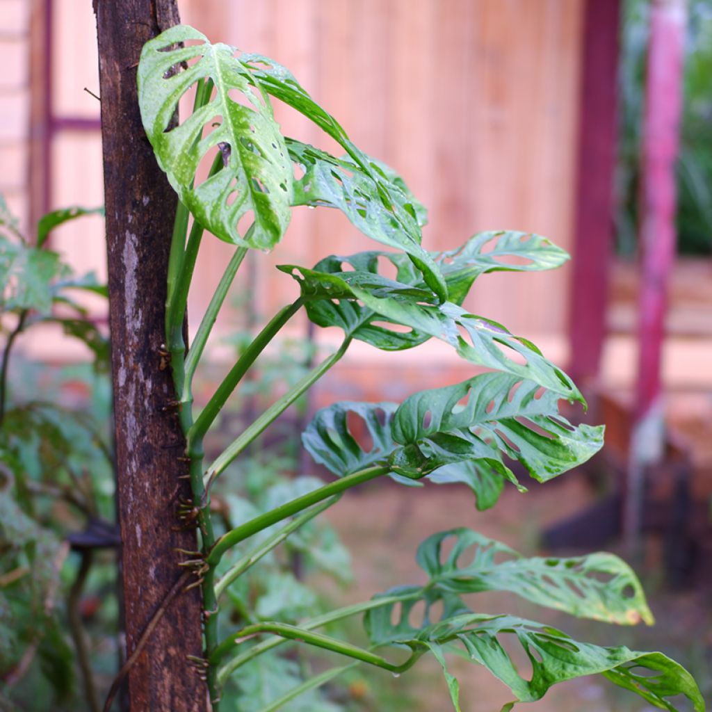 Monstera adansonii - Adanson's monstera