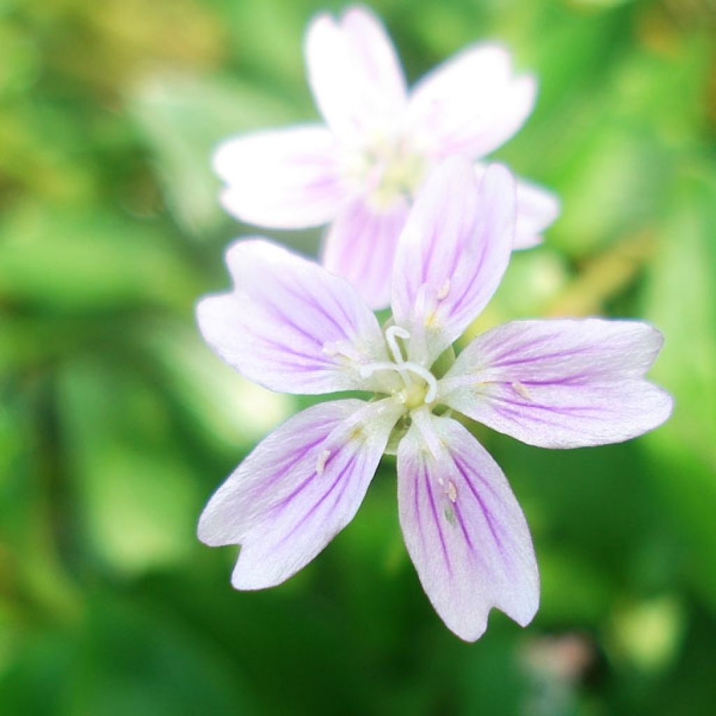 Montia ou Claytonia sibirica