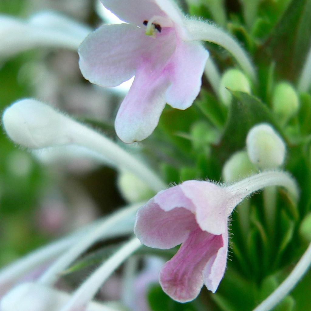 Morina longifolia