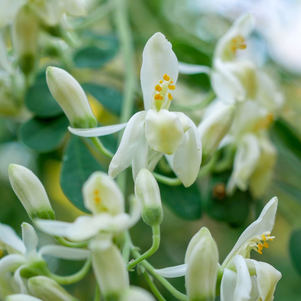 Moringa oleifera - Arbre de vie