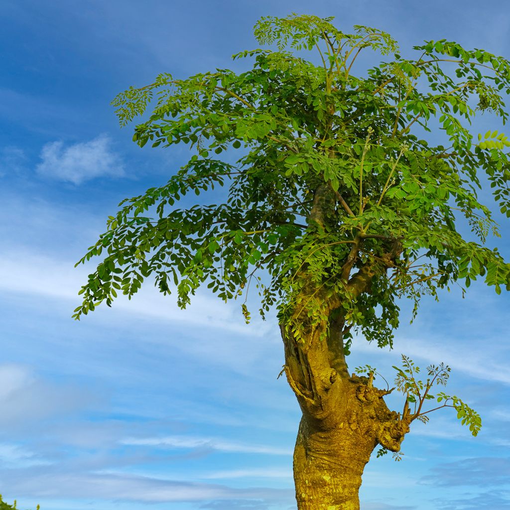 Moringa oleifera - Arbre de vie