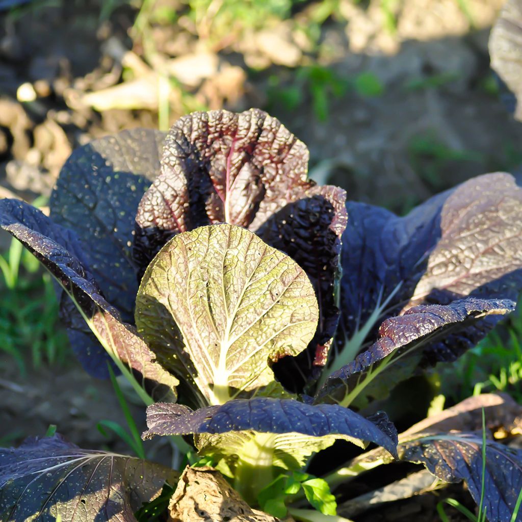 Mustard Red Giant - Ferme de Sainte Marthe Seeds