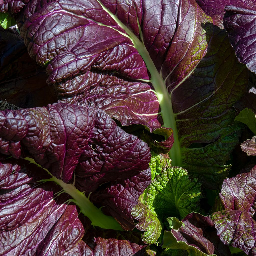 Mustard Red Giant - Ferme de Sainte Marthe Seeds