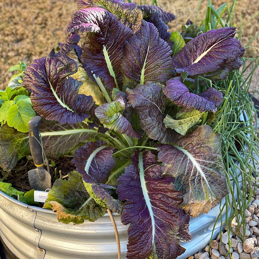 Mustard Red Giant - Ferme de Sainte Marthe Seeds