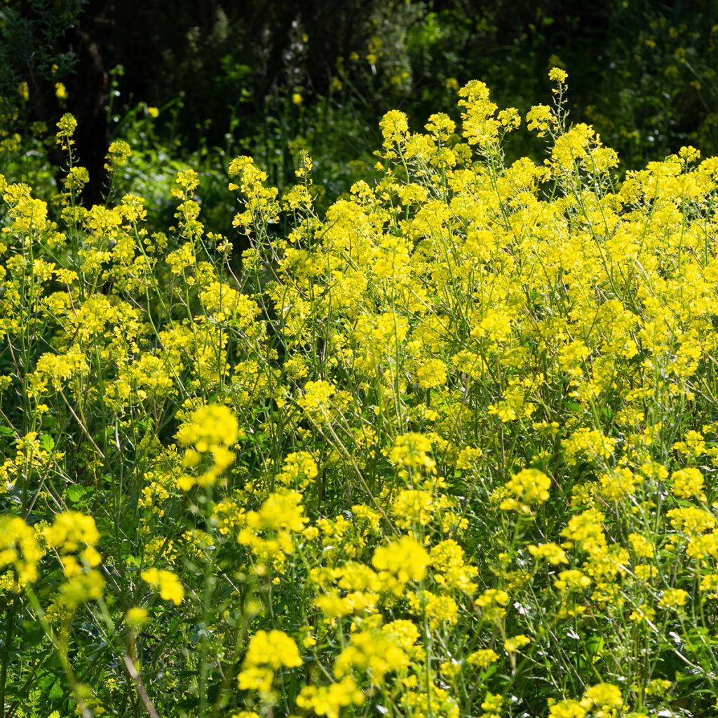 White Mustard - Green Manure - 10 m²