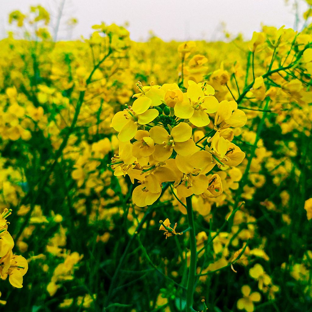 White Mustard - Green Manure - 10 m²
