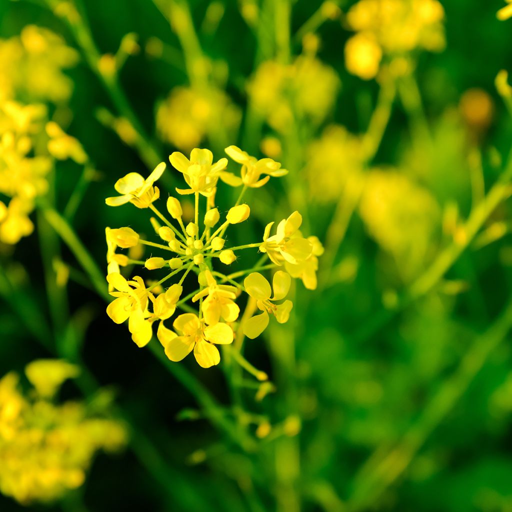 White Mustard - Green Manure - 10 m²