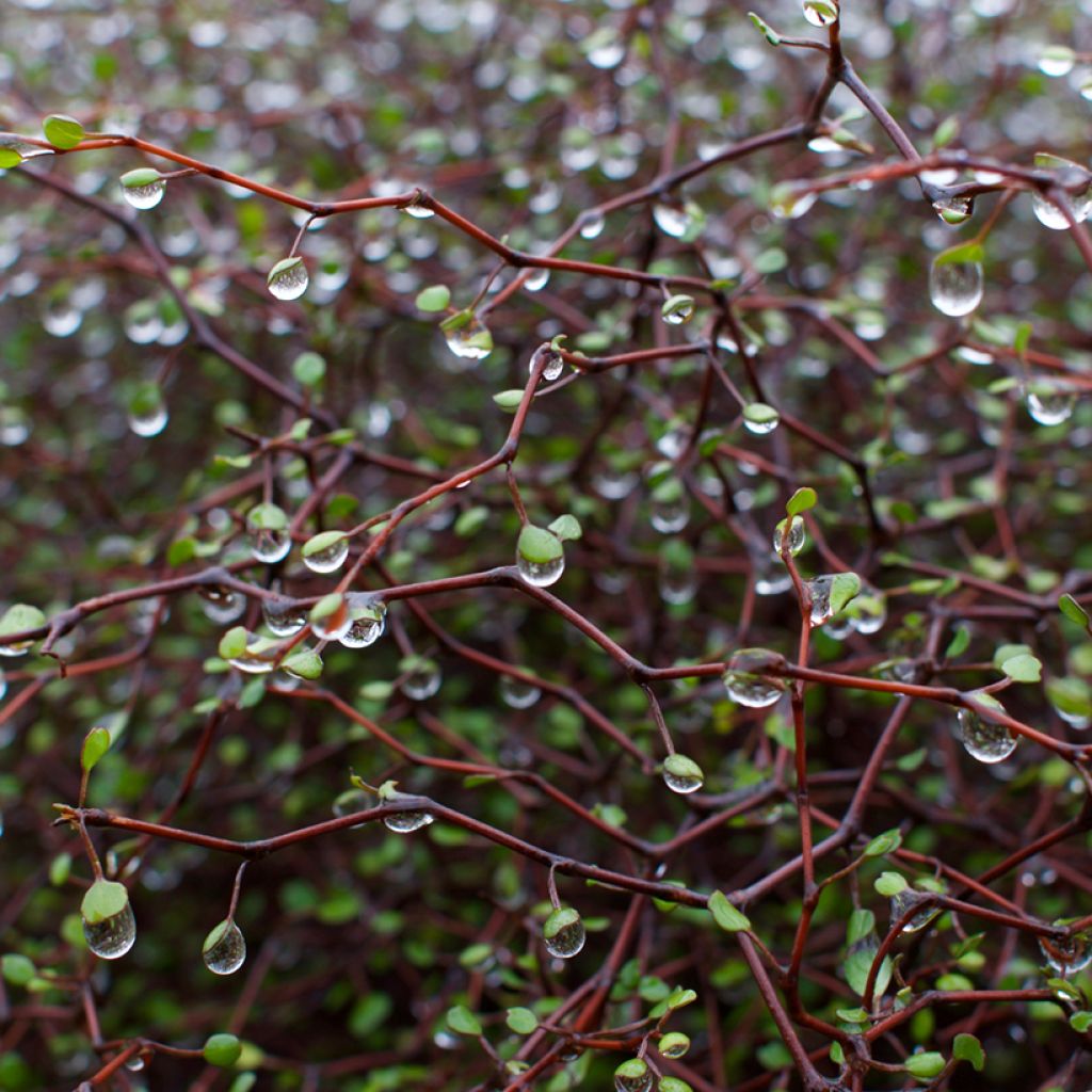 Muehlenbeckia astonii