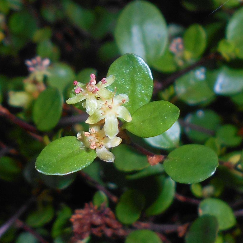 Muehlenbeckia axillaris - Muehlenbeckie rampante.