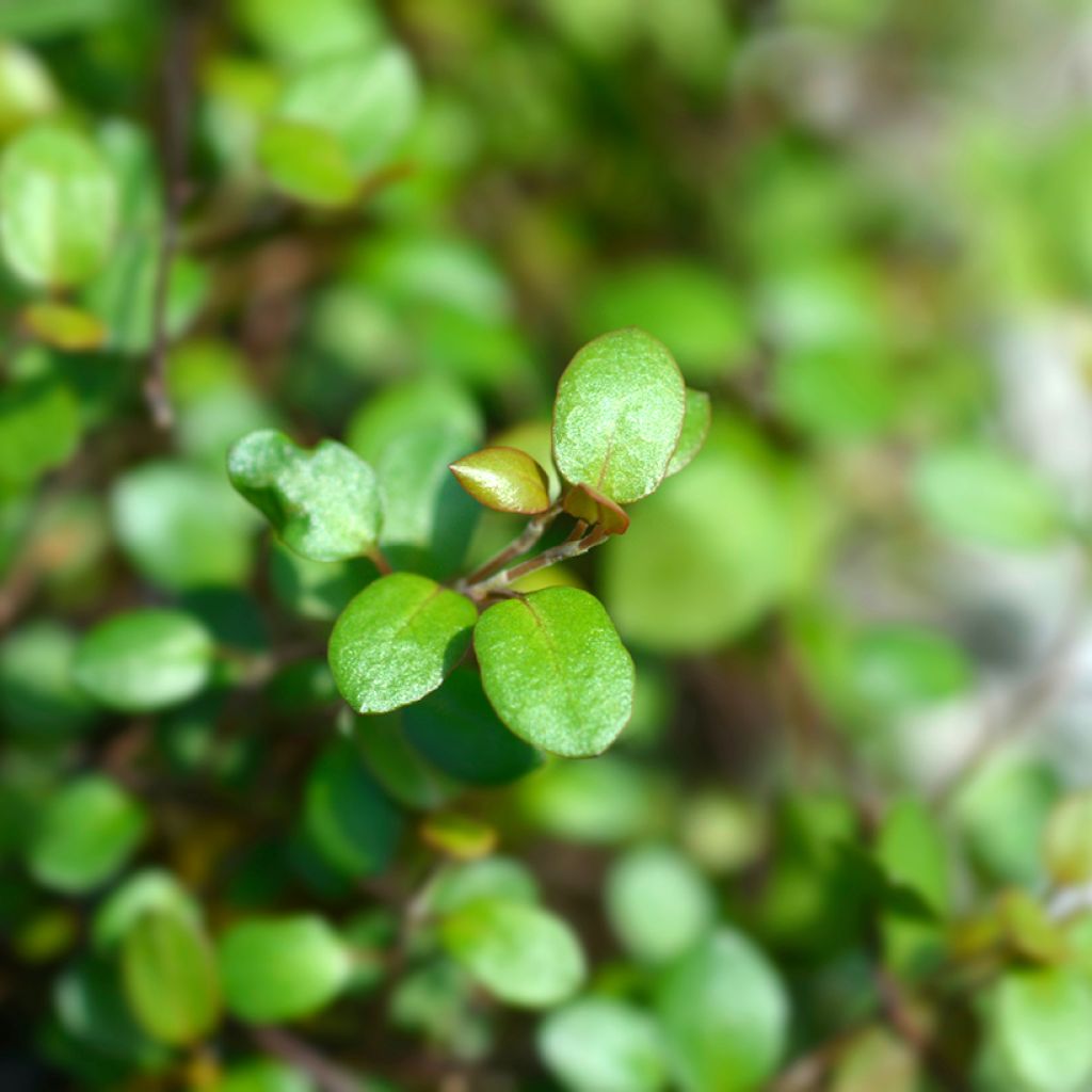 Muehlenbeckia complexa Golden Girl - Maidenhair Vine