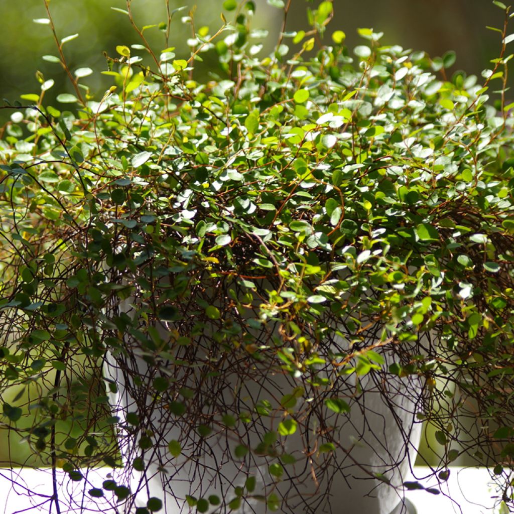 Muehlenbeckia complexa - Maidenhair Vine