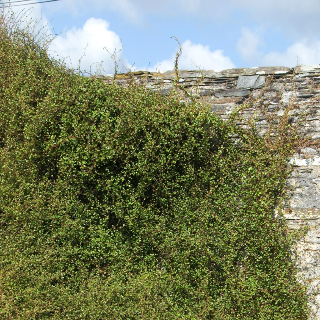 Muehlenbeckia complexa - Maidenhair Vine